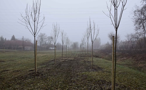 Hetven év, hetven fa Kecskeméten 