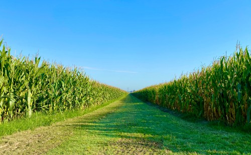 Az Alföld legkorszerűbb öntözőrendszerét hozták létre a megyében 